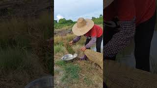 农村自制的捕捉泥鳅的工具Homemade tools for catching loaches in the countryside fishing fishtrip fish 農村生活 [upl. by Milburn]