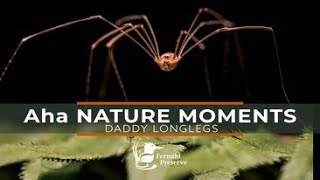 Aha Nature Moments Daddy Long Legs [upl. by Chute]