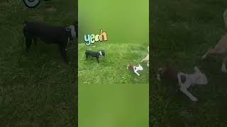 Boston Terrier Pup’s First Time Playing Fetch 🎾🐶 shorts bostonterrier bostonterrierpuppy [upl. by Hegyera]