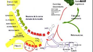 pharmacologie douleur inflammatoire partie 1 [upl. by Maitland34]