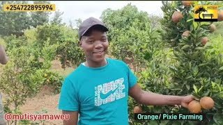 Orange and Pixie farming boom in Makueni county [upl. by Lesab]