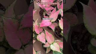 Aglaonema The EasyCare Houseplant with Stunning Foliage shorts [upl. by Roee]