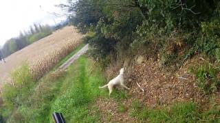 chasse  tir de 3 faisan avec setter anglais 13112016 [upl. by Keavy]