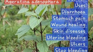 natural remedy for Diarrhoea stomach pain stop bleeding  ageratina adenophora [upl. by Pietje]