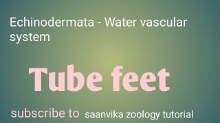 Tubefeet Echinodermata water vascular systemzoologyanimaldiversitysaanvikazoologytutorial [upl. by Ferrel918]