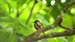 banded broadbill [upl. by Bergman]