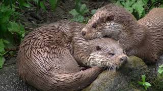 A family of Eurasian Otters in action in Diergaarde Blijdorp  Rotterdam Zoo [upl. by Ecirahc132]