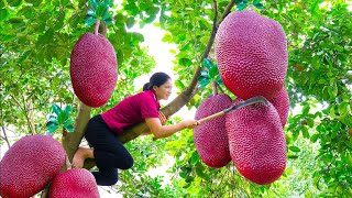 Harvesting Red Jackfruit  Make Jackfruit Sticky Rice Goes to the market sell  Alma Daily Life [upl. by Brey]