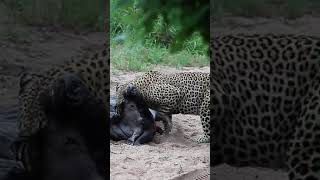 Leopard Struggles to Drag Huge Wildebeest [upl. by Fairfield]