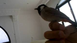 WhiteEared Bulbul Song [upl. by Thornburg662]