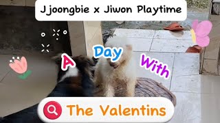 minivlog  Jiwon and Jjoongbies PLAYTIME • Home Exercise 🐶🚴‍♀️✨  Mam Sheng Valentin [upl. by Ahsimrac]