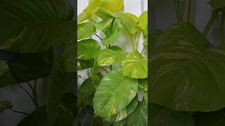 Large Golden Pothos Leaf plants shortsvideo viralvideos viral [upl. by Neenwahs818]