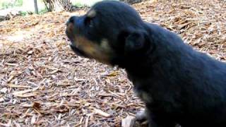 Rottweiler puppy howling [upl. by Gardol109]