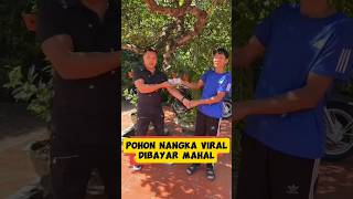 Pohon nangka viral inspirasibonsai [upl. by Desta]