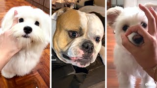 The Funniest Doggos Taking Over YouTube 🐶 Cutest Dogs Compilation 🐶 [upl. by Artsa]