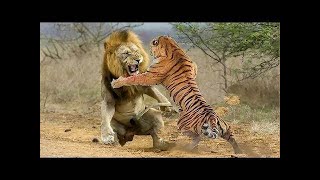 Fierce Felines Lion vs Tiger [upl. by Karissa]