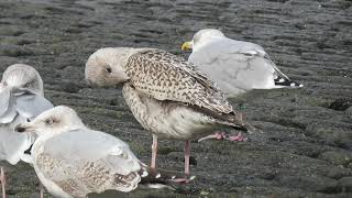 Herring Gull Larus argentatus Zilvermeeuw Maasvlakte ZH the Netherlands 13 Oct 2024 66 [upl. by Sergo229]