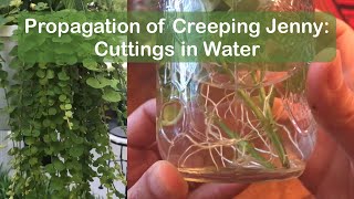 How to propagate creeping jenny moneywort  cuttings in water method 1 [upl. by Ikkin]