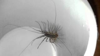 House Centipede Scutigera coleoptrata [upl. by Adnilrem79]