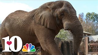 Tonka the elephant placed under hospice care due to declining health [upl. by Weed]