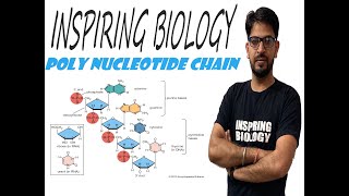 POLYNUCLEOTIDE CHAIN FORMATION [upl. by Eiknarf321]