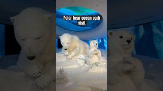 Bear ocean park visit shorts viralvideo oceanpark [upl. by Seldon]