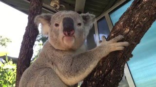 Koala mating call at Taronga [upl. by Atsiuqal]