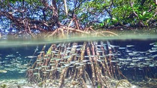 Marine Life in The Mangroves Coast [upl. by Aig]