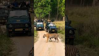 Male cub of Dj shortvideo tiger wildlife nationalpark animals shorts shortfeed short [upl. by Izabel]