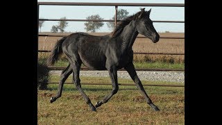 Ebano WC  inscribed black PRE colt for sale [upl. by Jaquenetta]