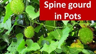 Agro techniques for growing Spine gourd Momordica dioica in pots [upl. by Oalsinatse]