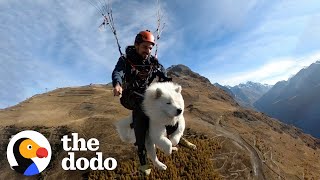 This Dog Goes Paragliding With His Owner And Loves It  The Dodo Soulmates [upl. by Tannenwald]