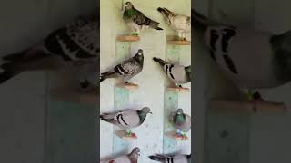 Colombofilia pigeon Racing derby lo mejor remix reggaeton trap pigeon pajaros birds aviario [upl. by Edahsalof]