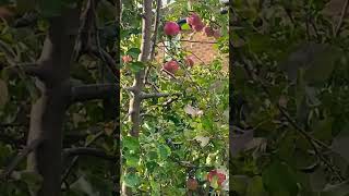 Apple tree nature [upl. by Ihpen]