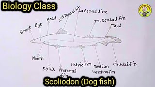 scoliodon Dog fishdiagram [upl. by Aeniah]