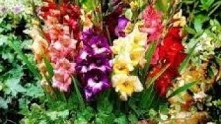 How to grow gladiolus bulbs  Gladiolus flower plant easy to grow [upl. by Mckinney]