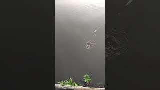 fishing fishingvideo fish I think its a big fish [upl. by Aihgn]