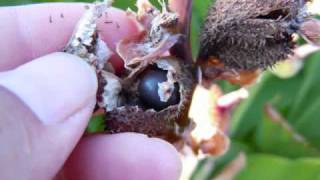 HOW TO COLLECT CANNA LILY SEEDSwmv [upl. by Elleahcim]