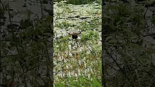 Male bird impressing female bird  birdsounds shortsvideo [upl. by Wilburt]