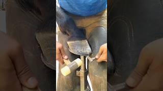 Horse nails are put on horseshoes to keep them healthyItsekramShaif youtube horse animals [upl. by Rustie]