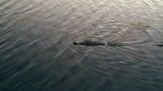 Crocodile in Club Med Cancun [upl. by Jerri]