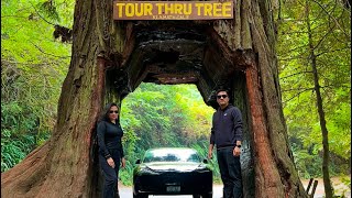 ROADTRIP  Vallejo CA DAY 2 Klamath Tour Thru Tree  Napa Valley [upl. by Leuas]