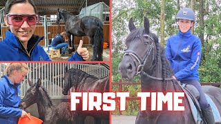 The first time again  Riding  Laser  Milk  Busy in the stable  Friesian Horses [upl. by Leziar]