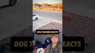 DOG TRAINER REACTS Loose dog attack dog dogtraining reaction [upl. by Frohne]