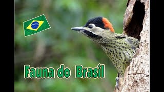 Fauna do Brasil  Brazilian Fauna  Animal [upl. by Tannenbaum68]