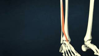 extensor hallucis longus 4x3 2000k [upl. by Zurn]