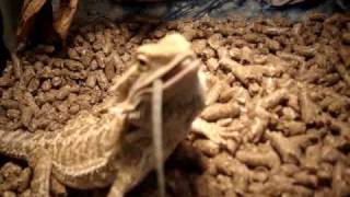 Steven the Bearded Dragon Eats Another Bearded Dragon Lizard [upl. by Fishbein]