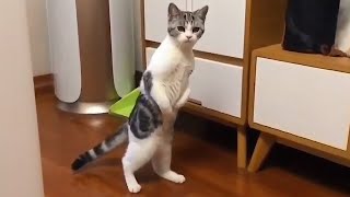 The funniest and most humorous CAT VIDEO EVER  FUNNY CAT VIDEOS [upl. by Bella]