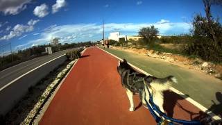 Aki  Husky Training am Fahrrad  Bikejöring in Spanien HD [upl. by Eelrak]