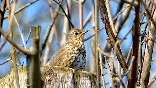 Song Thrush Turdus philomelos [upl. by Joses]